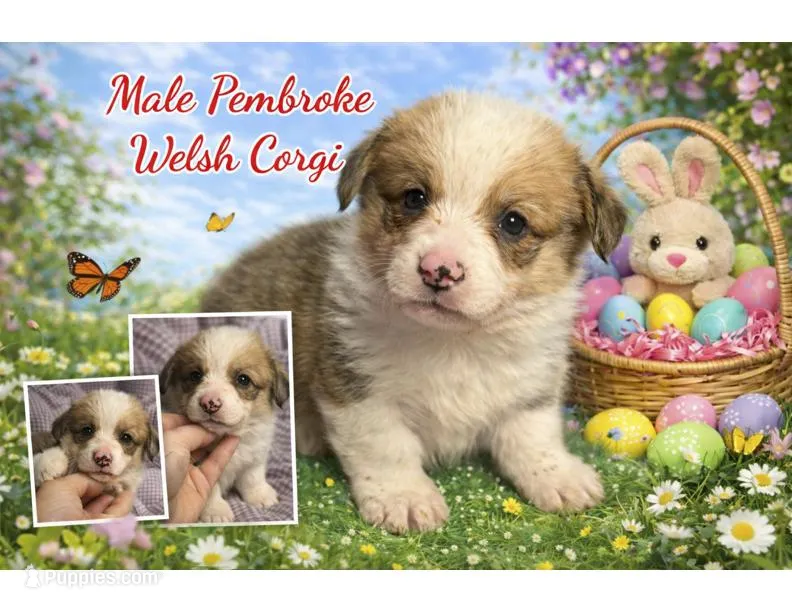 Male 4 – Pembroke Welsh Corgi puppy for sale in Ontario, CA