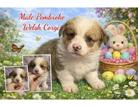 Male 4, a female Pembroke Welsh Corgi for sale in Ontario, CA – Photo 1 of 8
