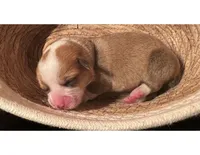 Boy - Gray Collar, a female Pembroke Welsh Corgi for sale in Ontario, CA – Photo 1 of 9