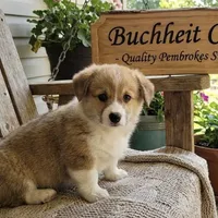 Male 4, a female Pembroke Welsh Corgi for sale in Ontario, CA – Photo 7 of 8