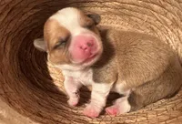 Boy - Gray Collar, a female Pembroke Welsh Corgi for sale in Ontario, CA – Photo 7 of 9