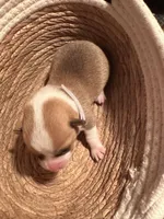 Boy  - (White Collar), a male Pembroke Welsh Corgi for sale in Ontario, CA – Photo 9 of 10