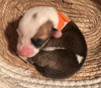 Boy  - (White Collar), a male Pembroke Welsh Corgi for sale in Ontario, CA – Photo 8 of 10