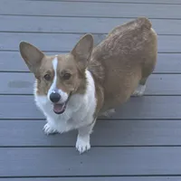 Male 5, a male Pembroke Welsh Corgi for sale in Ontario, CA – Photo 3 of 8