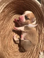 Boy  - (White Collar), a male Pembroke Welsh Corgi for sale in Ontario, CA – Photo 10 of 10