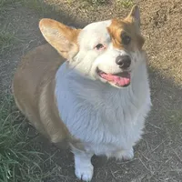 Male 5, a male Pembroke Welsh Corgi for sale in Ontario, CA – Photo 4 of 8