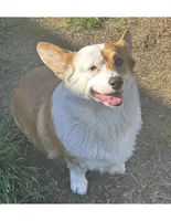 Boy  - (White Collar), a male Pembroke Welsh Corgi for sale in Ontario, CA – Photo 4 of 10