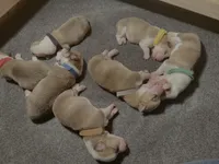 Boy  - (White Collar), a male Pembroke Welsh Corgi for sale in Ontario, CA – Photo 7 of 10