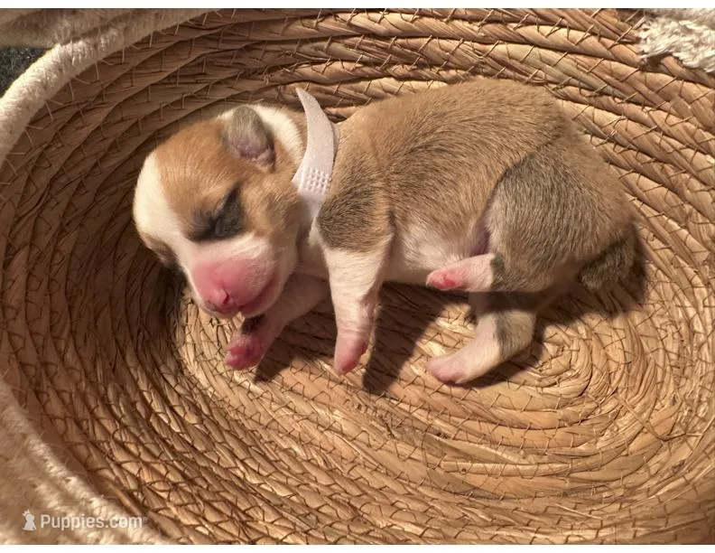 Boy  - (White Collar)