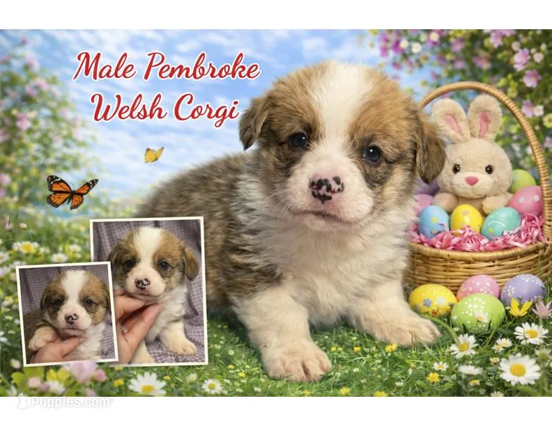 Male 5 – Pembroke Welsh Corgi puppy for sale in Ontario, CA