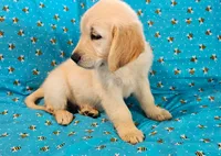 Max, a male Golden Retriever for sale in Lindsay, CA – 3 of 4
