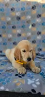Max, a male Golden Retriever and English Cream Golden Retriever for sale in Lindsay, CA – 4 of 5