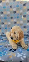 Max, a male Golden Retriever and English Cream Golden Retriever for sale in Lindsay, CA – 3 of 5