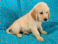 Max, a male Golden Retriever for sale in Lindsay, CA – 4 of 4