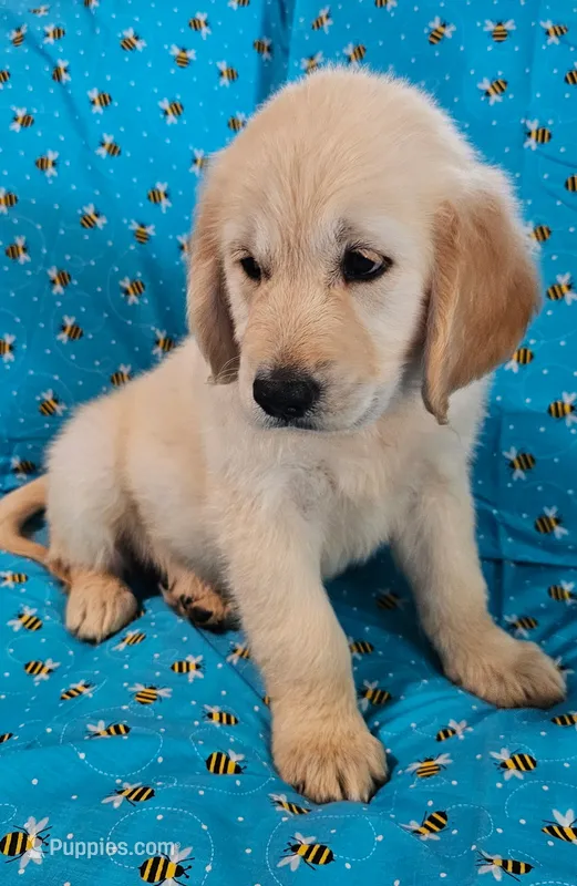 Hunter – Golden Retriever puppy for sale in Lindsay, CA