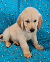 Max, a male Golden Retriever for sale in Lindsay, CA – 2 of 4