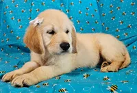 Mindy, a female Golden Retriever for sale in Lindsay, CA – 3 of 4