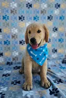 Hunter, a male Golden Retriever and English Cream Golden Retriever for sale in Lindsay, CA – 3 of 5