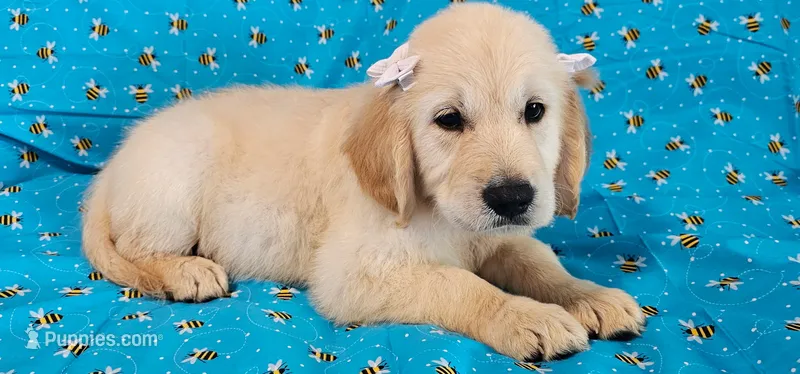Charlie – Golden Retriever puppy for sale in Lindsay, CA
