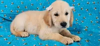 Mindy, a female Golden Retriever for sale in Lindsay, CA – 1 of 4