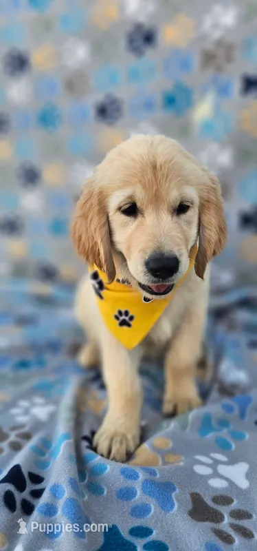 Max – Golden Retriever puppy for sale in Lindsay, CA