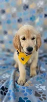 Max, a male Golden Retriever and English Cream Golden Retriever for sale in Lindsay, CA – 1 of 5