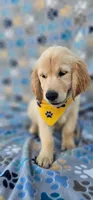 Max, a male Golden Retriever and English Cream Golden Retriever for sale in Lindsay, CA – 2 of 5