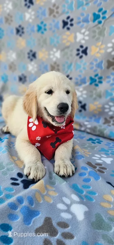 Mindy – Golden Retriever, English Cream Golden Retriever puppy for sale in Lindsay, CA