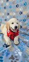 Mindy, a female Golden Retriever and English Cream Golden Retriever for sale in Lindsay, CA – 2 of 6
