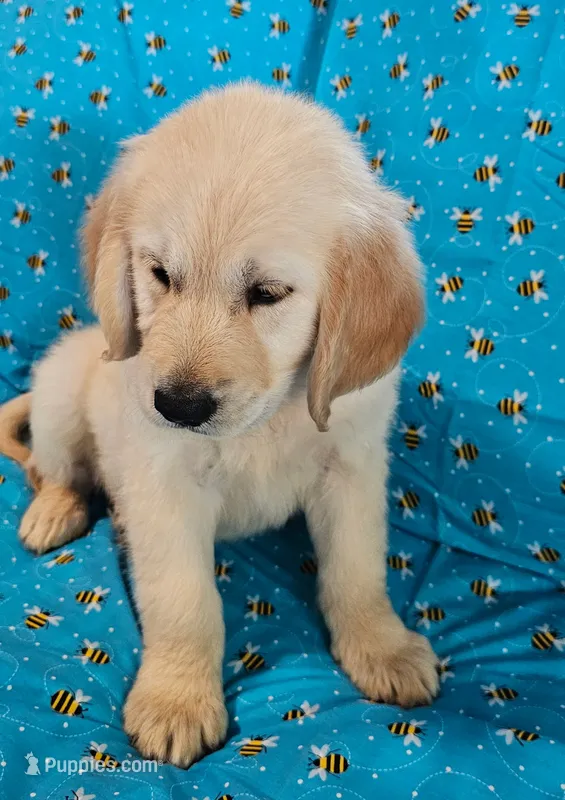 Max – Golden Retriever puppy for sale in Lindsay, CA
