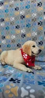 Mindy, a female Golden Retriever and English Cream Golden Retriever for sale in Lindsay, CA – 6 of 6