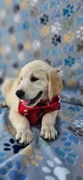 Mindy, a female Golden Retriever and English Cream Golden Retriever for sale in Lindsay, CA – 3 of 6