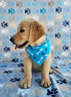 Hunter, a male Golden Retriever and English Cream Golden Retriever for sale in Lindsay, CA – 2 of 5