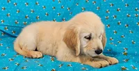 Hunter, a male Golden Retriever for sale in Lindsay, CA – 4 of 4