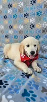 Mindy, a female Golden Retriever and English Cream Golden Retriever for sale in Lindsay, CA – 4 of 6