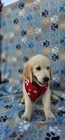 Mindy, a female Golden Retriever and English Cream Golden Retriever for sale in Lindsay, CA – 5 of 6
