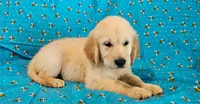 Hunter, a male Golden Retriever for sale in Lindsay, CA – 3 of 4