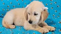 Mindy, a female Golden Retriever for sale in Lindsay, CA – 2 of 4