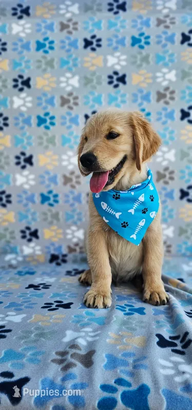 Hunter – Golden Retriever puppy for sale in Lindsay, CA