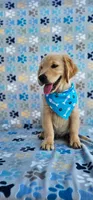 Hunter, a male Golden Retriever and English Cream Golden Retriever for sale in Lindsay, CA – 1 of 5