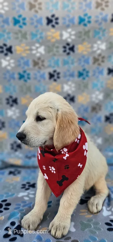 Mindy – Golden Retriever puppy for sale in Lindsay, CA