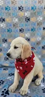 Mindy, a female Golden Retriever and English Cream Golden Retriever for sale in Lindsay, CA – 1 of 6