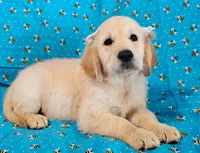 Mindy, a female Golden Retriever for sale in Lindsay, CA – 4 of 4