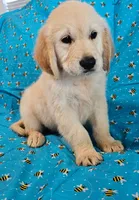 Hunter, a male Golden Retriever for sale in Lindsay, CA – 2 of 4