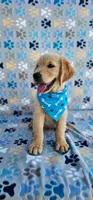 Hunter, a male Golden Retriever and English Cream Golden Retriever for sale in Lindsay, CA – 5 of 5