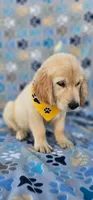Max, a male Golden Retriever and English Cream Golden Retriever for sale in Lindsay, CA – 5 of 5