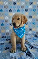 Hunter, a male Golden Retriever and English Cream Golden Retriever for sale in Lindsay, CA – 4 of 5