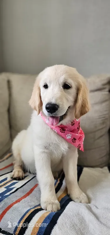 Mindy – Golden Retriever, English Cream Golden Retriever puppy for sale in Lindsay, CA
