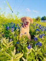 Bitcoin, a male Labrador Retriever for sale in Coppell, TX – Photo 3 of 3