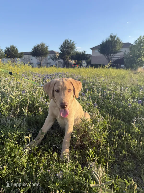 Bitcoin – Labrador Retriever puppy for sale in Coppell, TX